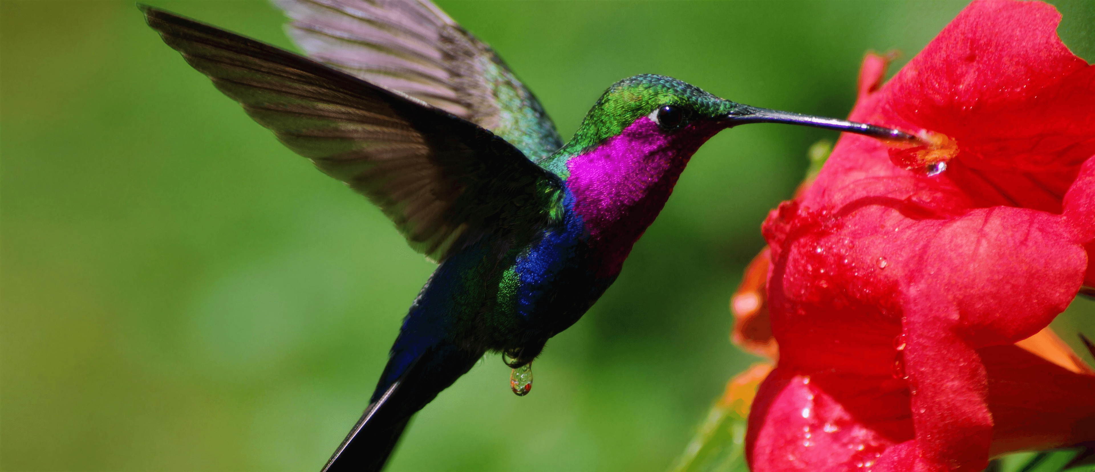 A hummingbird hovering at a red flower, feathers blazing iridescent