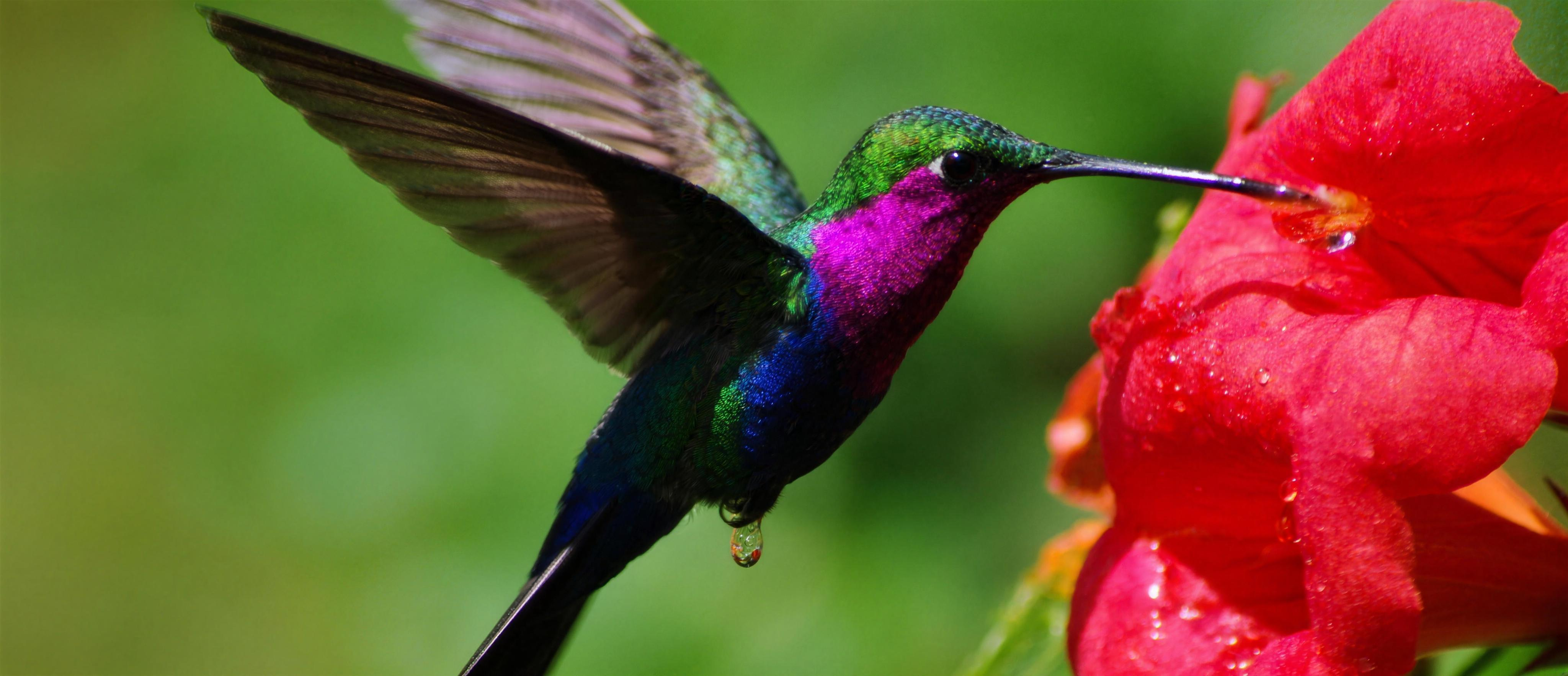 A hummingbird hovering at a red flower, feathers blazing iridescent