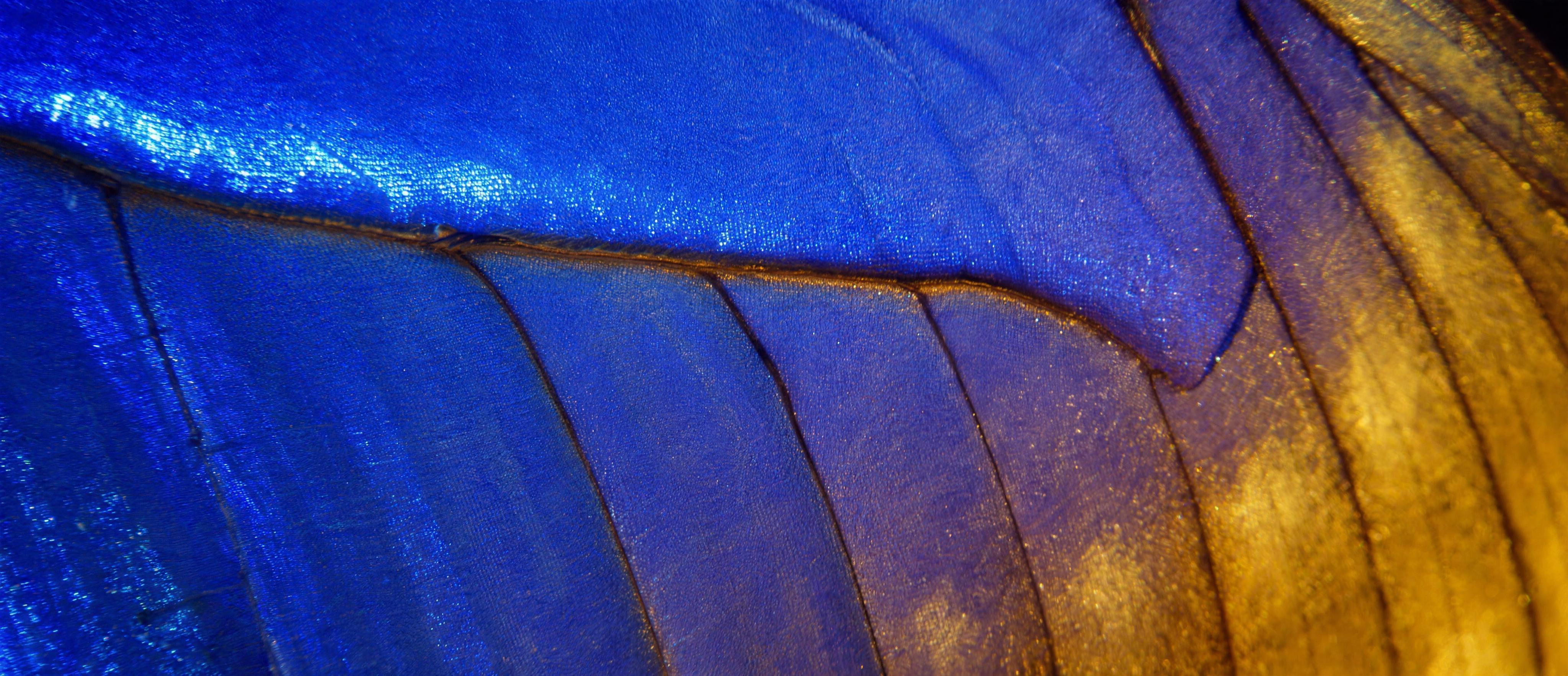 Iridescent blue morpho butterfly wing scales in perfect rows