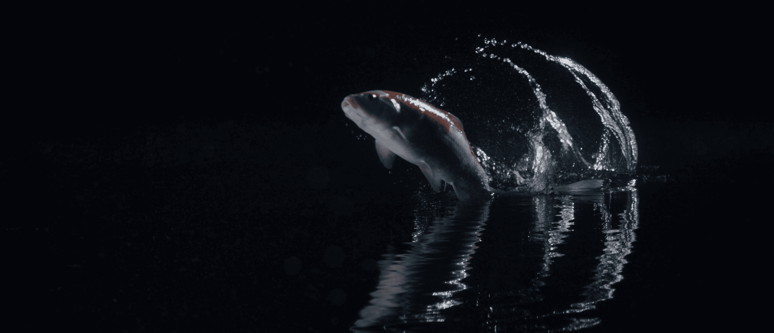 A koi leaping from ink-black water in moonlight